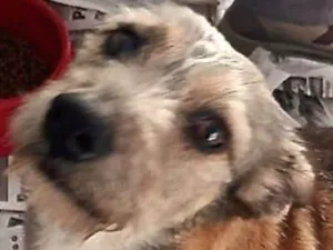 Cachorro raça  idade 6 ou mais anos nome Bob