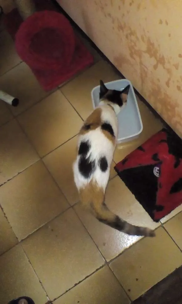 Gato ra a Viralata idade 2 a 6 meses nome Jade