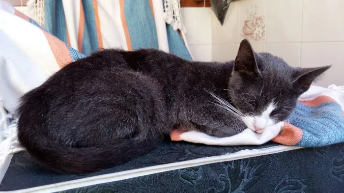 Gato raça SRD idade 2 a 6 meses nome Gatinha