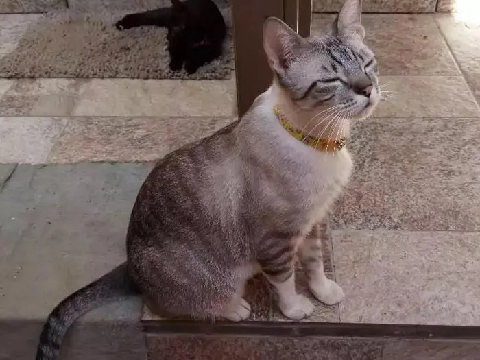 Gato raça  idade 1 ano nome Alex