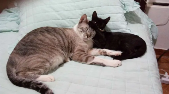 Gato raça  idade 1 ano nome Alex