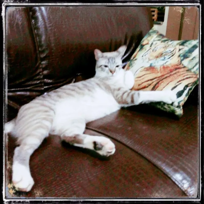 Gato raça  idade 1 ano nome Alex