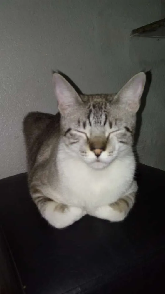 Gato raça  idade 1 ano nome Alex