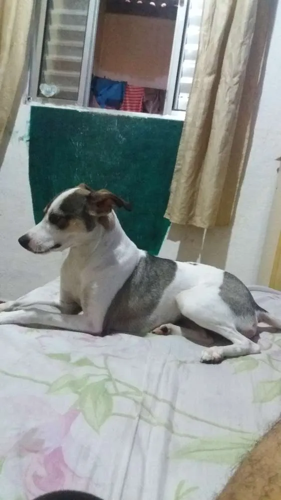 Cachorro ra a Mestiço a Fox Paulistinha idade 7 a 11 meses nome Nina 