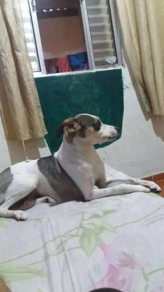 Cachorro ra a Mestiço a Fox Paulistinha idade 7 a 11 meses nome Nina 
