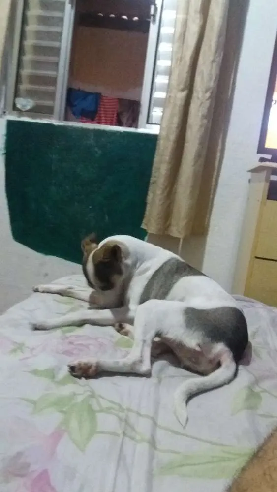 Cachorro ra a Mestiço a Fox Paulistinha idade 7 a 11 meses nome Nina 