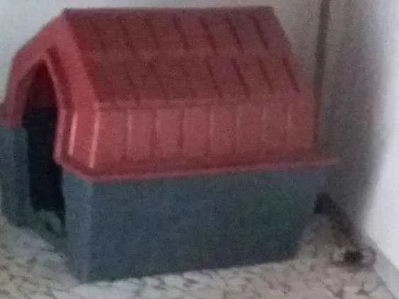 Cachorro ra a Mestiço a Fox Paulistinha idade 7 a 11 meses nome Nina 