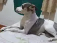 Nina 