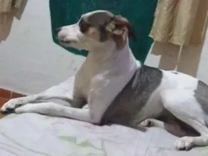 Cachorro raça Mestiço a Fox Paulistinha idade 7 a 11 meses nome Nina 