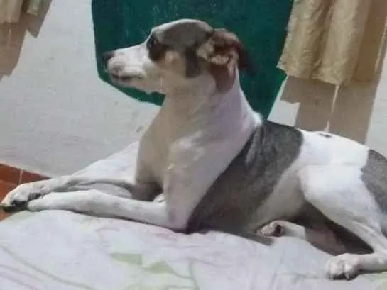 Cachorro ra a Mestiço a Fox Paulistinha idade 7 a 11 meses nome Nina 