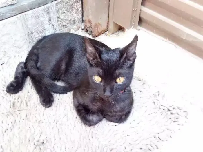 Gato raça  idade 2 a 6 meses nome Serena