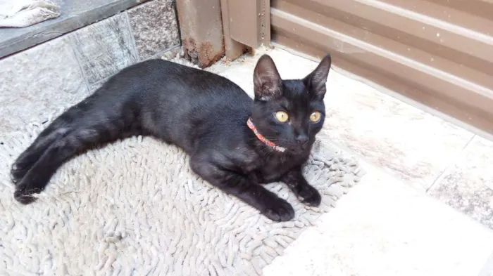 Gato raça  idade 2 a 6 meses nome Serena