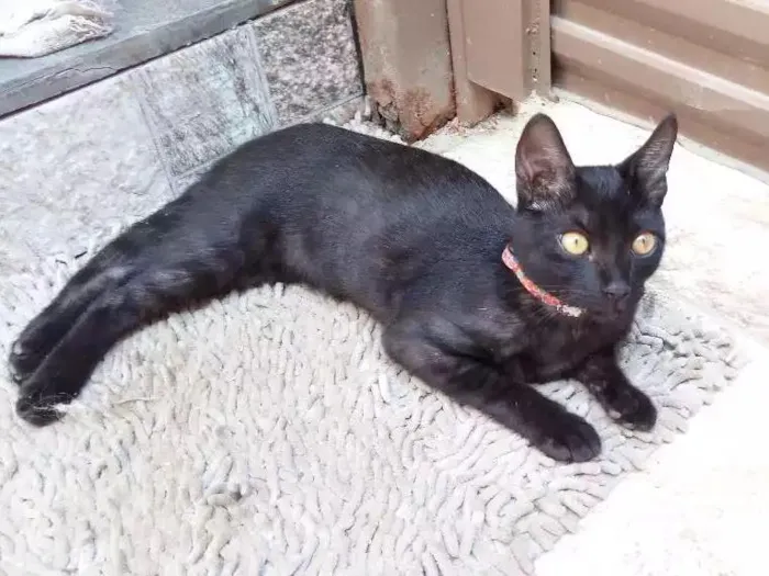 Gato raça  idade 2 a 6 meses nome Serena