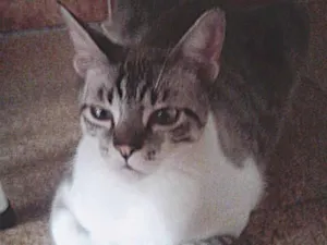 Gato raça  idade 1 ano nome Alex