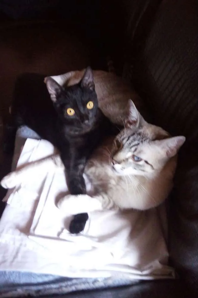 Gato raça  idade 2 a 6 meses nome Serena