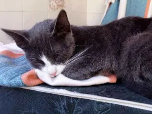 Gato raça SRD idade 2 a 6 meses nome Gatinha