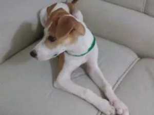 Cachorro raça SRD idade 2 a 6 meses nome THOR