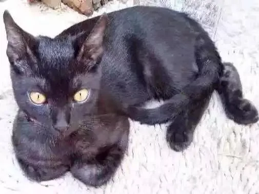 Gato raça  idade 2 a 6 meses nome Serena