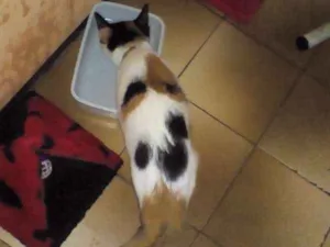 Gato raça Viralata idade 2 a 6 meses nome Jade
