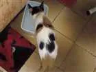 Gato raça Viralata idade 2 a 6 meses nome Jade