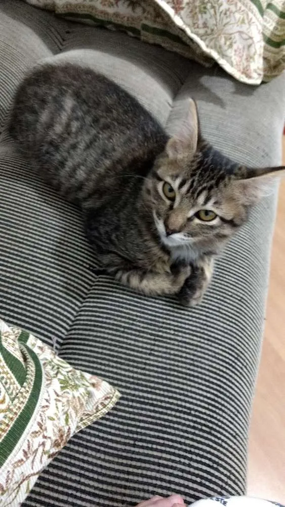 Gato ra a Srd idade 2 a 6 meses nome Grelhadinha