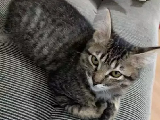 Gato ra a Srd idade 2 a 6 meses nome Grelhadinha