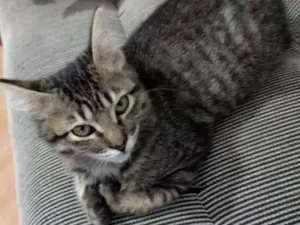 Gato raça Srd idade 2 a 6 meses nome Grelhadinha
