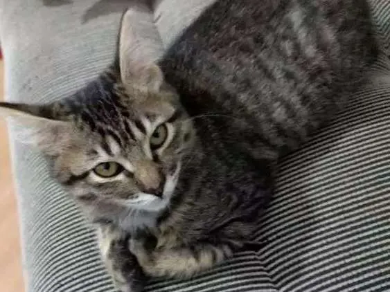 Gato ra a Srd idade 2 a 6 meses nome Grelhadinha