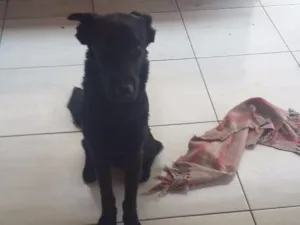 Cachorro raça Fila  com viralata idade 1 ano nome Thor
