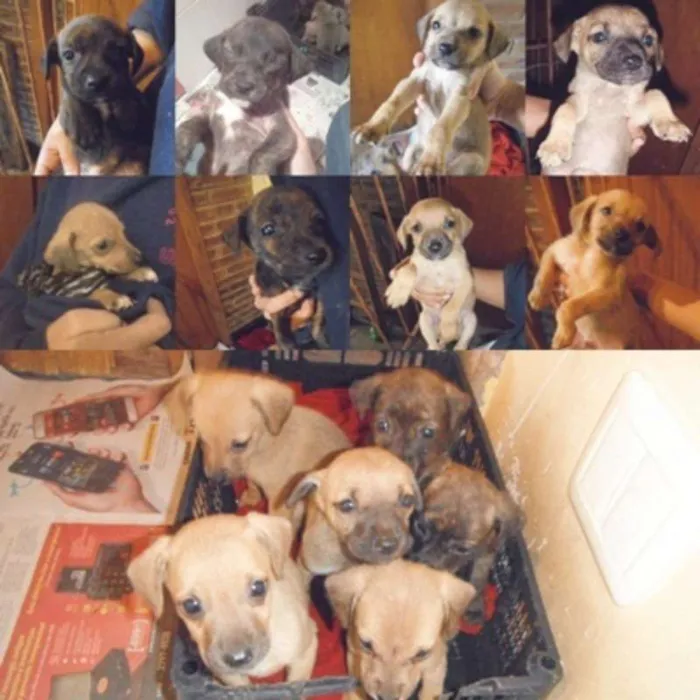 Cachorro ra a SRD idade Abaixo de 2 meses nome Vários