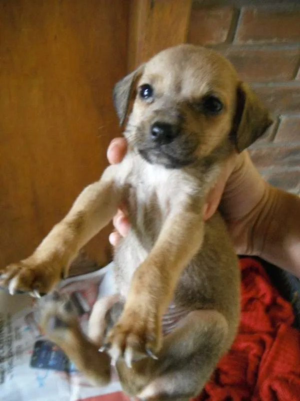 Cachorro ra a SRD idade Abaixo de 2 meses nome Vários