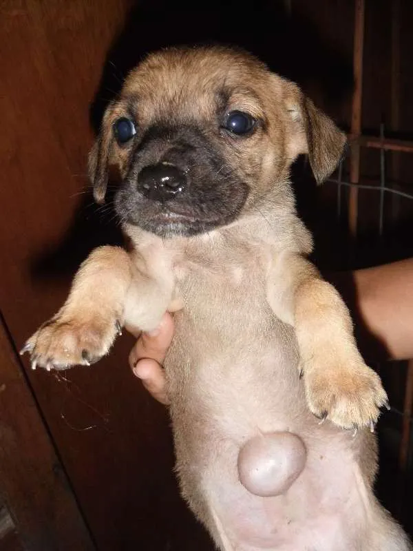 Cachorro ra a SRD idade Abaixo de 2 meses nome Vários