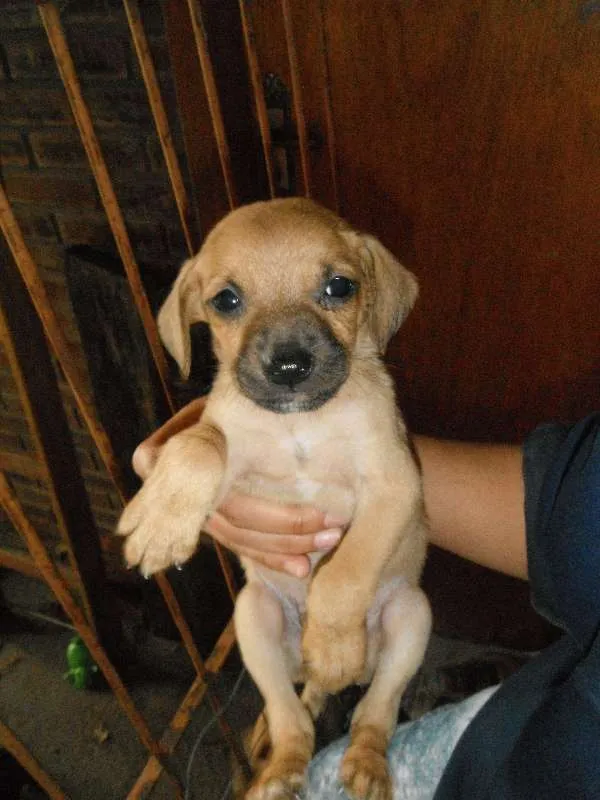 Cachorro ra a SRD idade Abaixo de 2 meses nome Vários