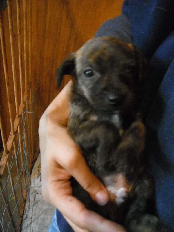 Cachorro ra a SRD idade Abaixo de 2 meses nome Vários