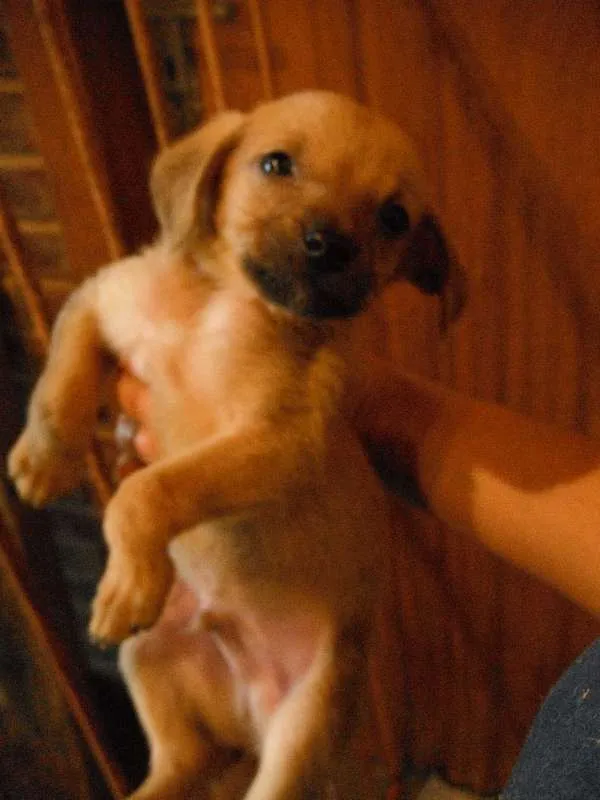 Cachorro ra a SRD idade Abaixo de 2 meses nome Vários
