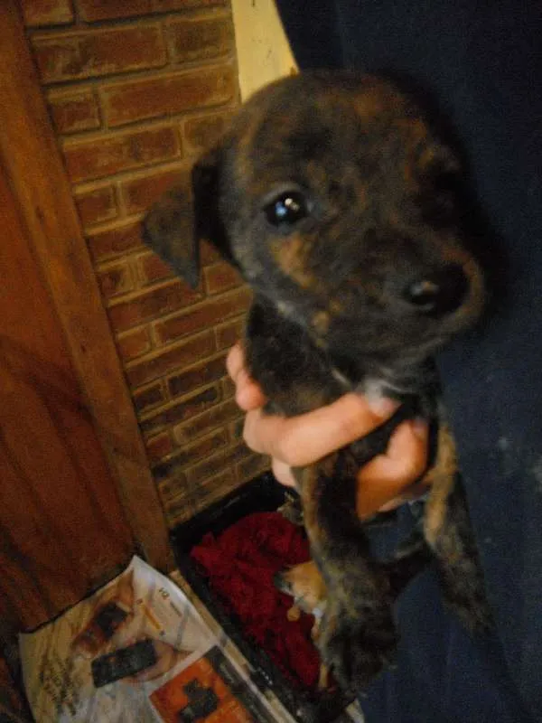 Cachorro ra a SRD idade Abaixo de 2 meses nome Vários