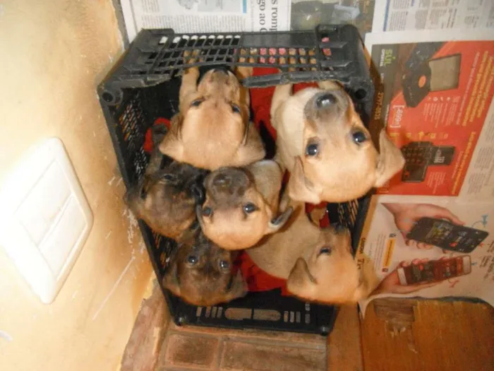 Cachorro ra a SRD idade Abaixo de 2 meses nome Vários