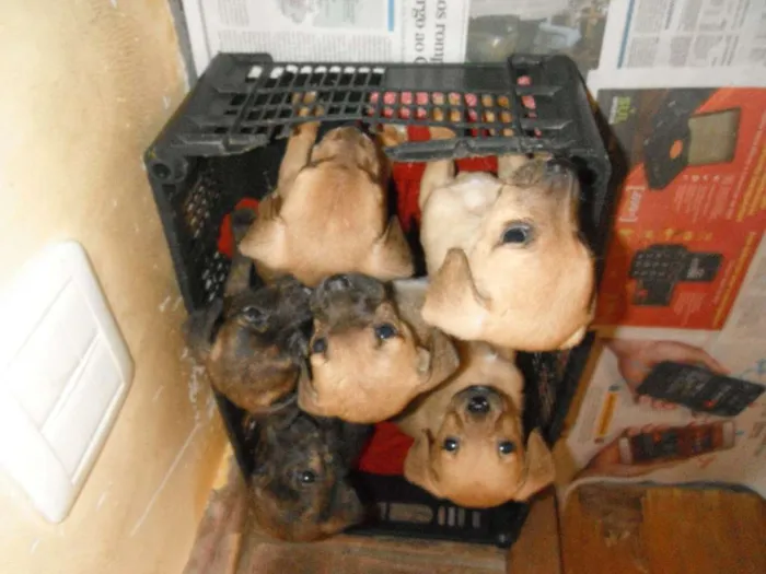 Cachorro ra a SRD idade Abaixo de 2 meses nome Vários