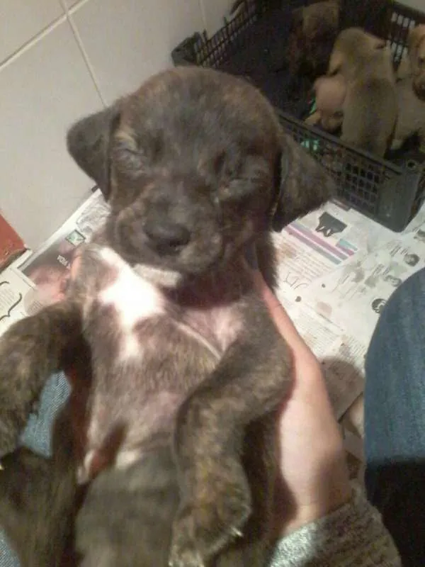 Cachorro ra a SRD idade Abaixo de 2 meses nome Vários