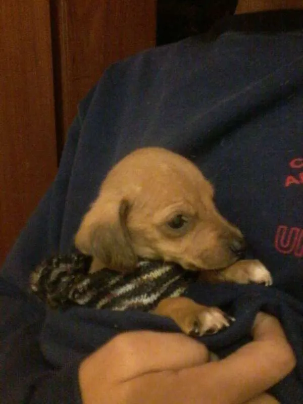 Cachorro ra a SRD idade Abaixo de 2 meses nome Vários