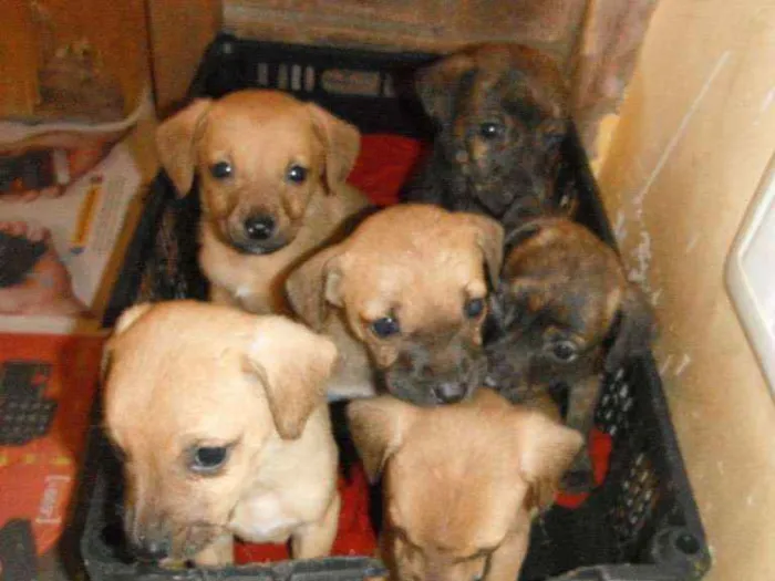 Cachorro ra a SRD idade Abaixo de 2 meses nome Vários