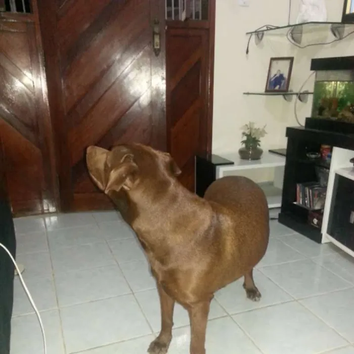 Cachorro raça Pit-Bull idade 2 anos nome Bonny