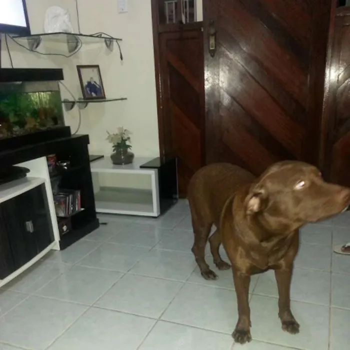 Cachorro raça Pit-Bull idade 2 anos nome Bonny
