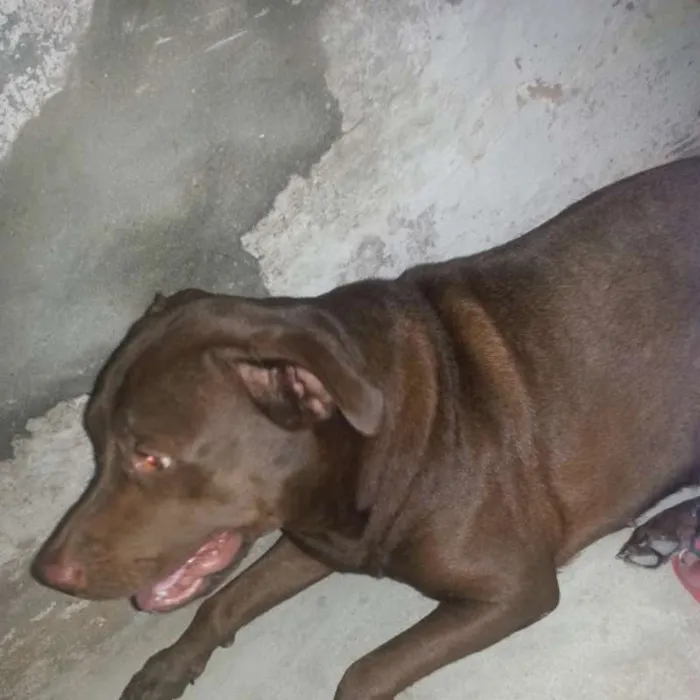 Cachorro raça Pit-Bull idade 2 anos nome Bonny