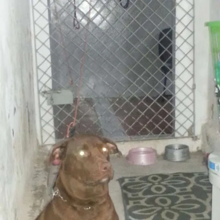 Cachorro raça Pit-Bull idade 2 anos nome Bonny
