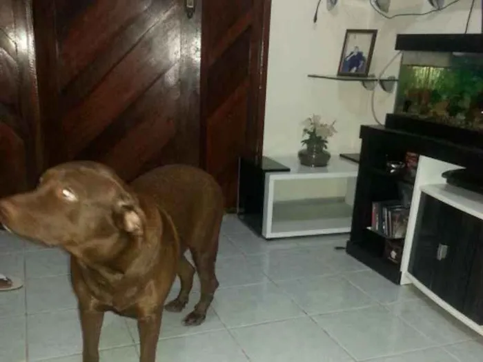 Cachorro raça Pit-Bull idade 2 anos nome Bonny