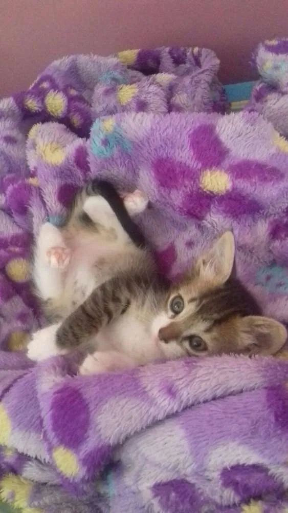 Gato ra a Virá latas idade Abaixo de 2 meses nome Fred