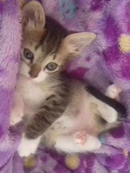 Gato ra a Virá latas idade Abaixo de 2 meses nome Fred