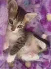 Gato raça Virá latas idade Abaixo de 2 meses nome Fred
