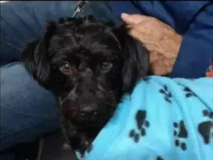 Cachorro raça Srd idade 5 anos nome Sem Nome